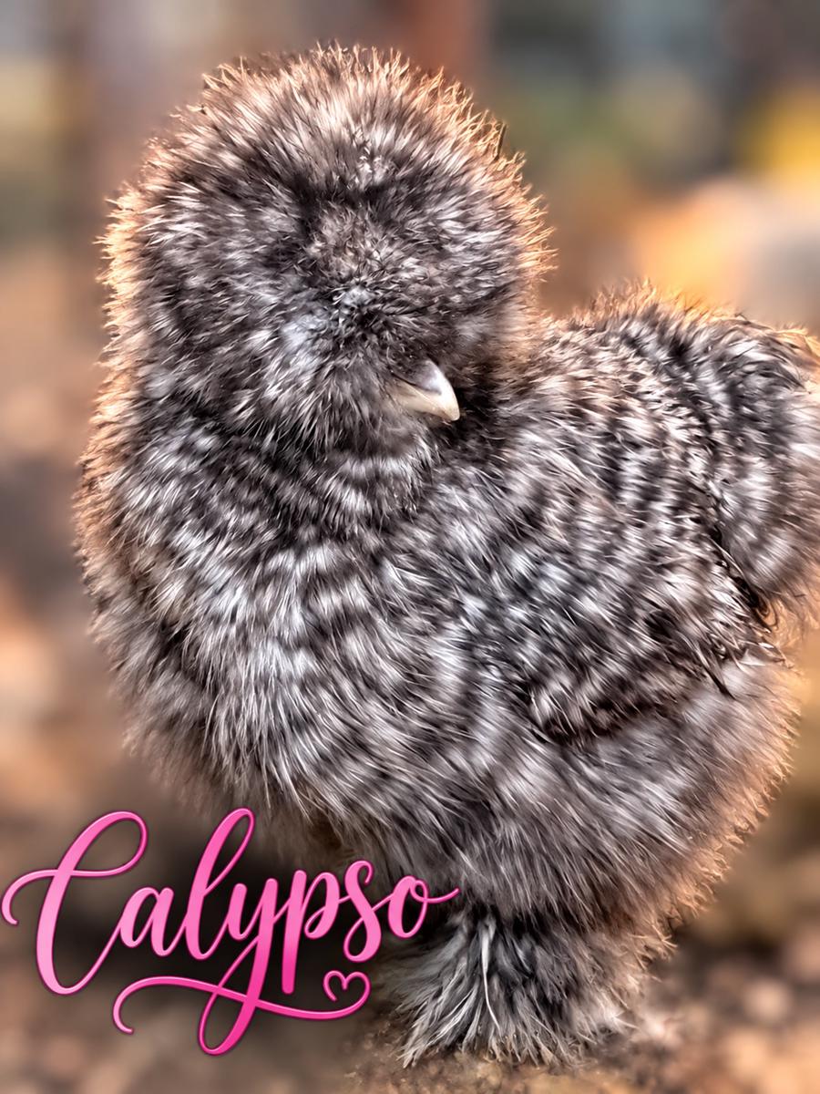 Calypso, Silkie hen