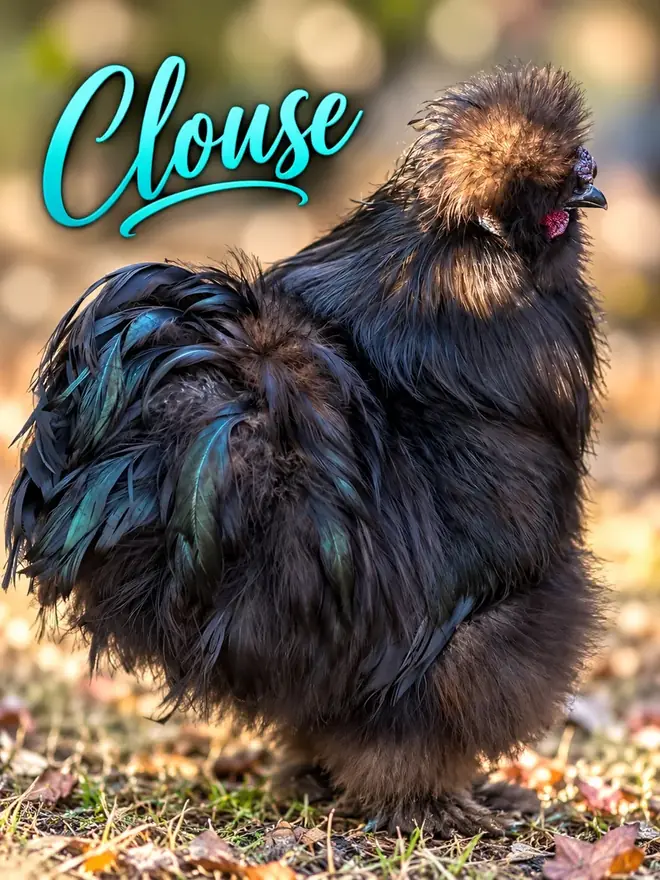 Clouse, Silkie rooster