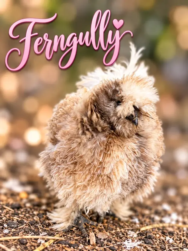 Ferngully, Silkie hen