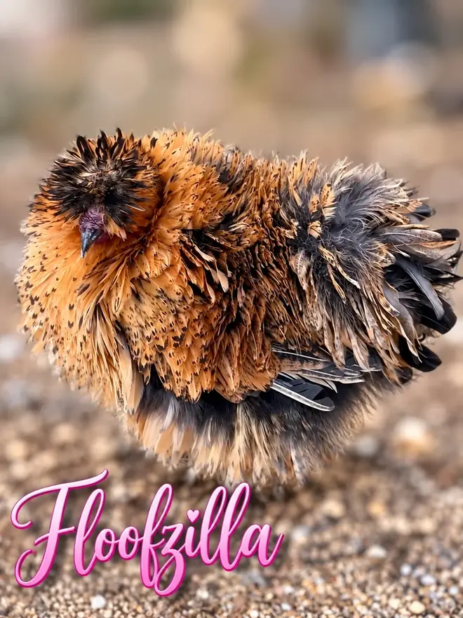 Floofzilla, Silkie hen