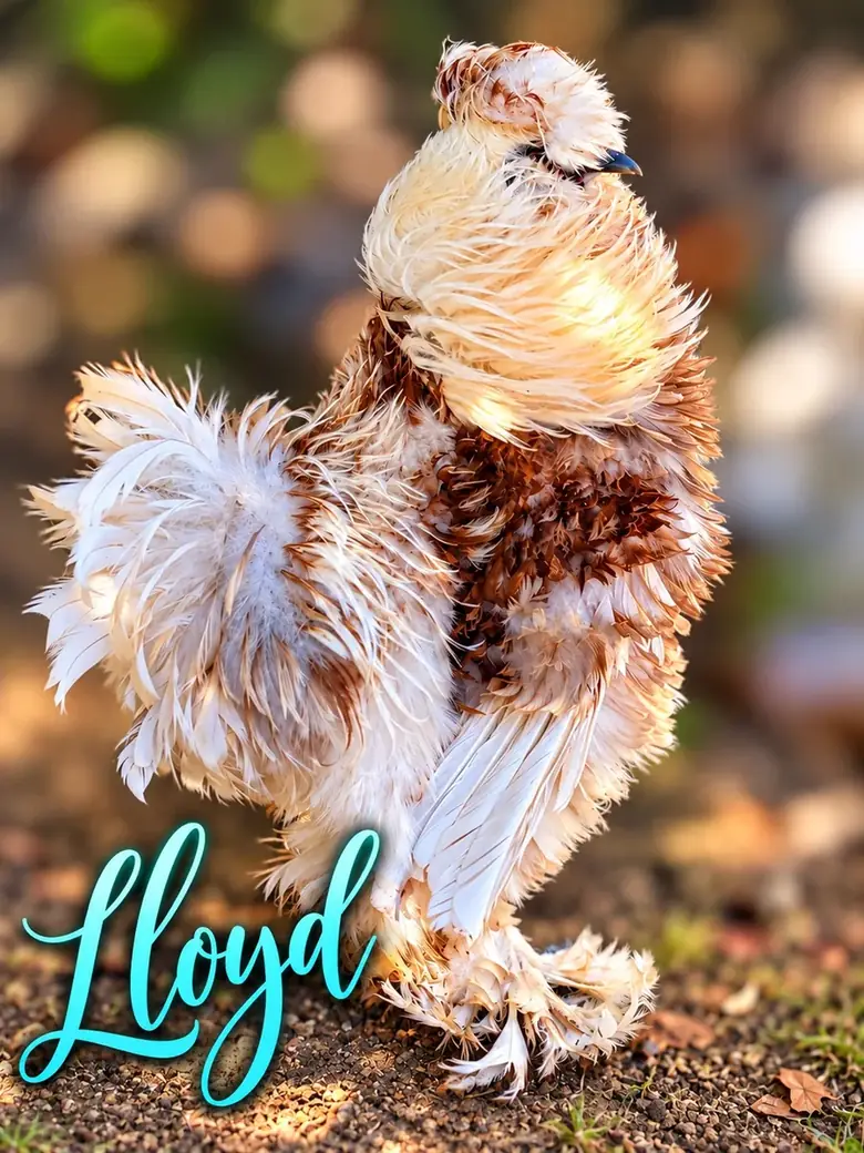 Lloyd, a fluffy Silkie rooster, standing proudly