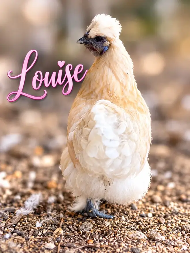 Louise, Silkie hen