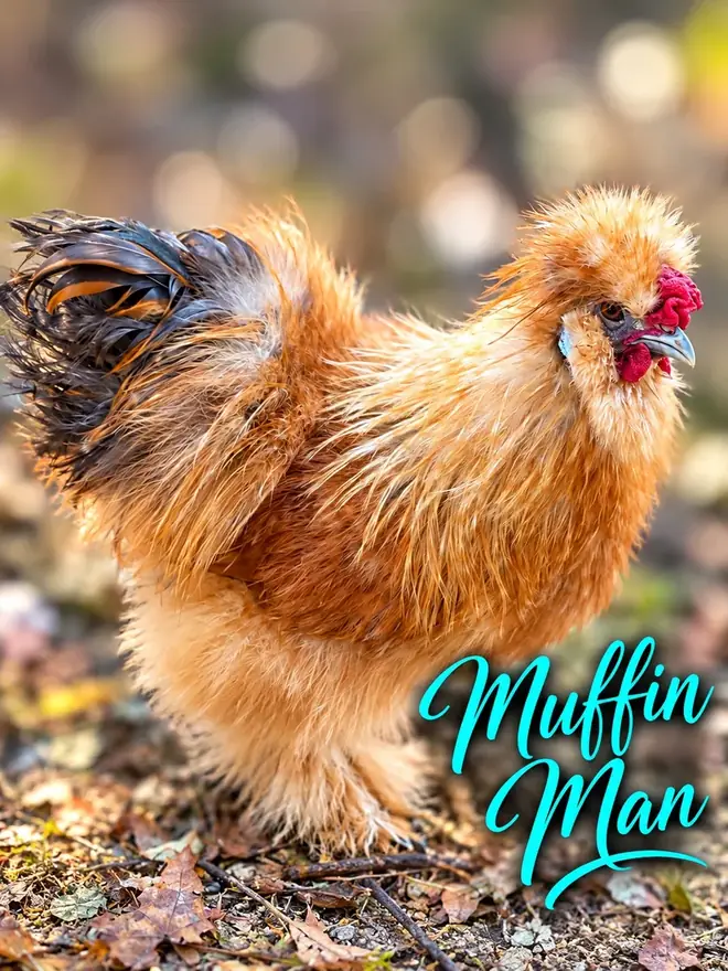 Muffin Man, Silkie rooster