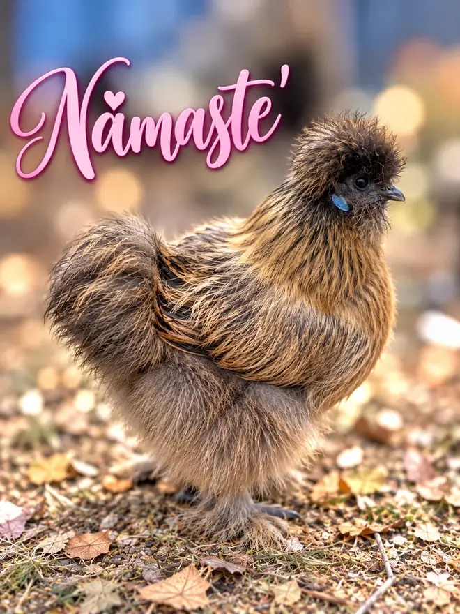 Namasté, Silkie hen
