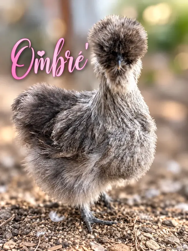Ombré, Silkie hen