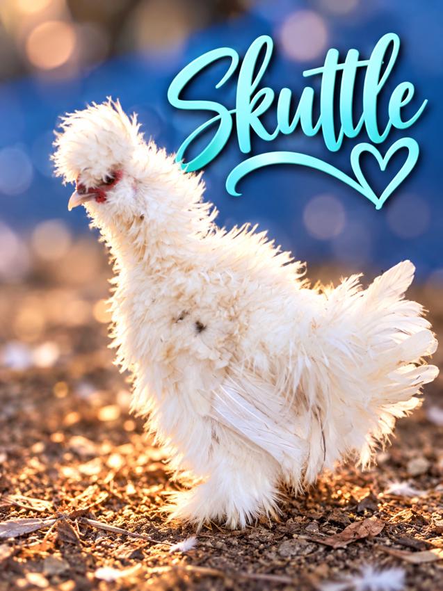 Skully, upcoming Silkie rooster