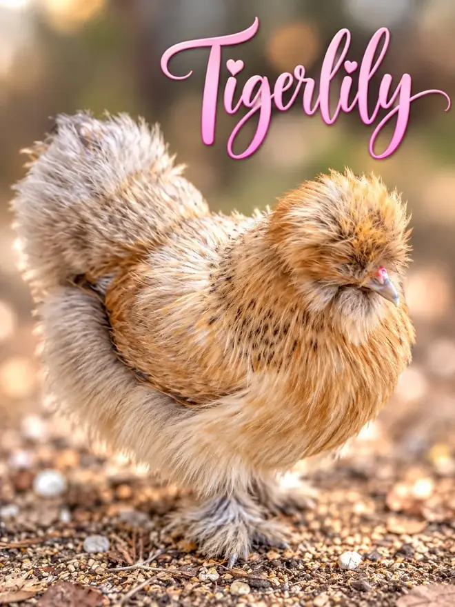 Tigerlily, Silkie hen