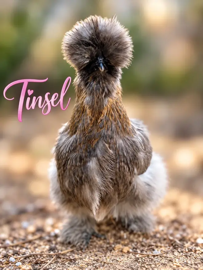 Tinsel, Silkie hen